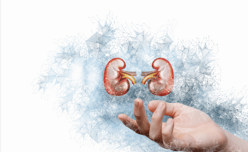 Imagem de uma ilustração de uma mão e os rins acima para simbolizar a angiomiolipoma renal